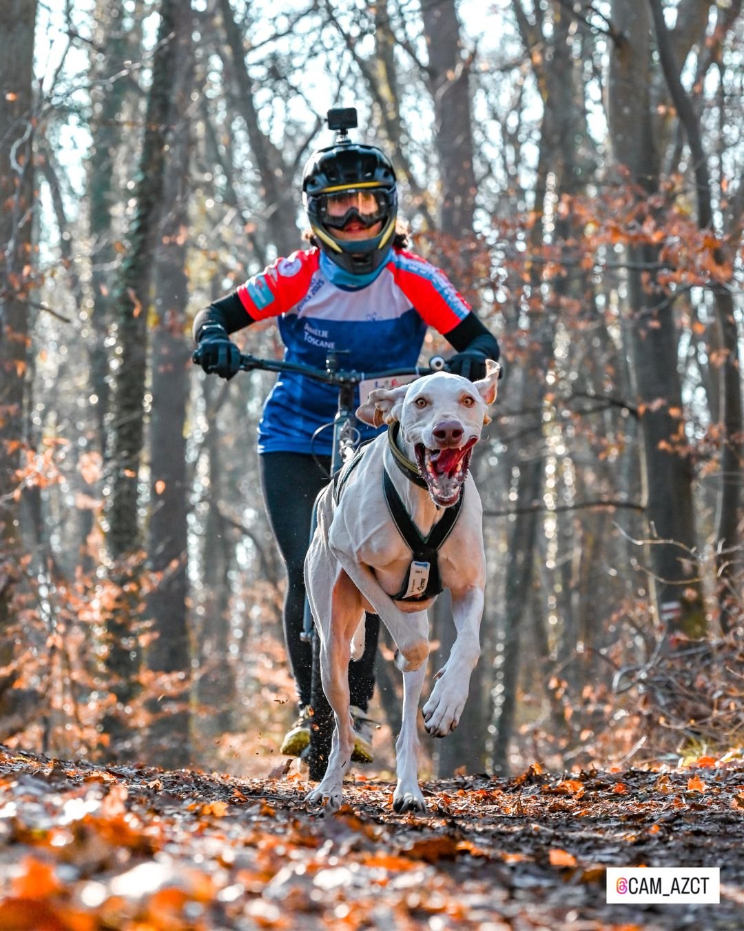 amelie couturier canicross